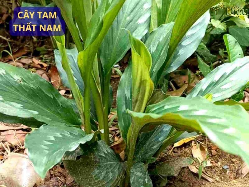 Tam Thất Nam Một Dược Liệu Quý Trong Y Học Phương Đông